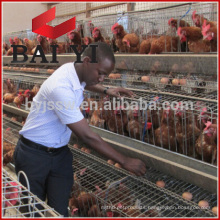 Layer Cage / Broiler Cage Poultry Equipment For Chicken Farm